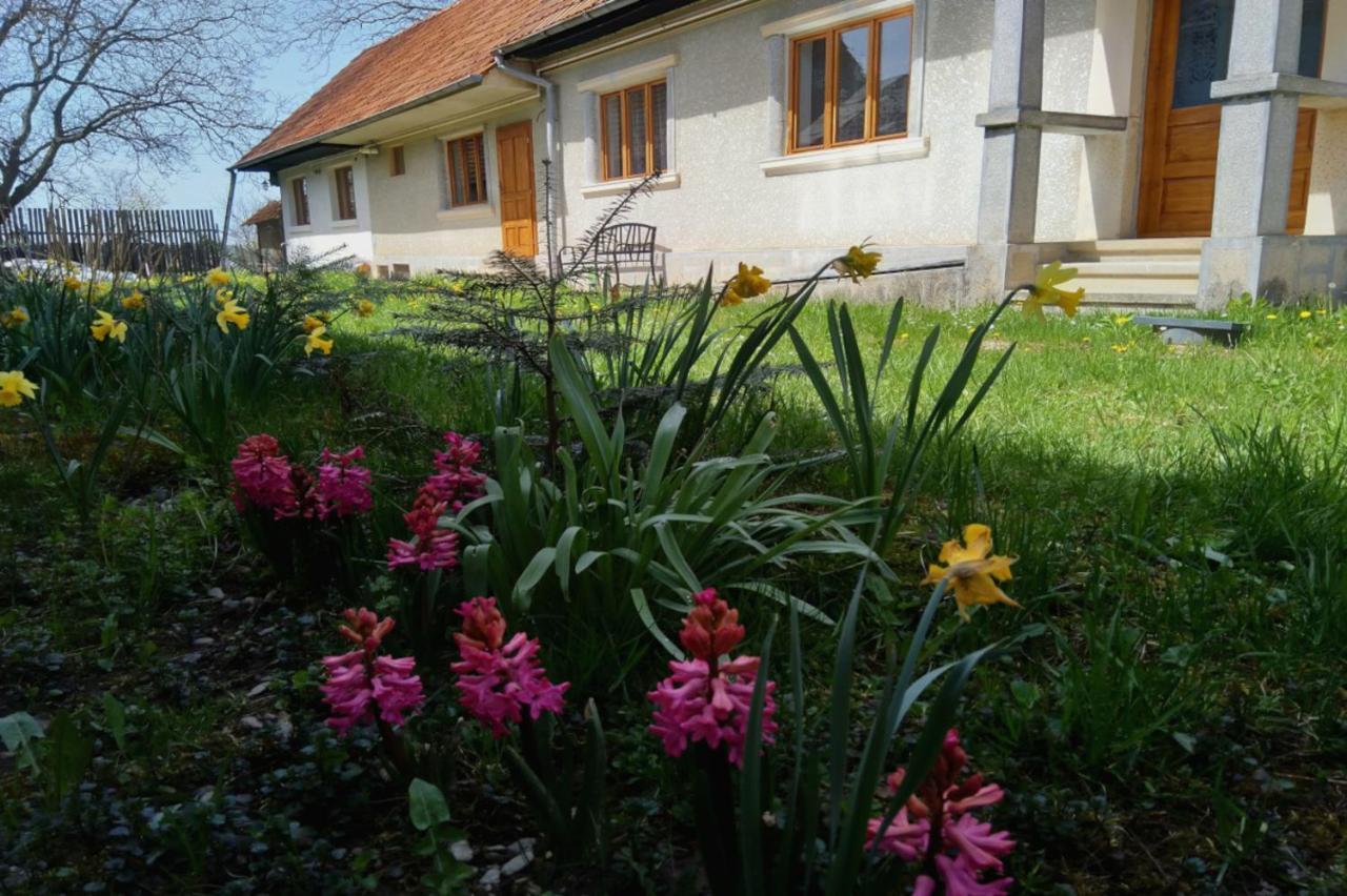 Гостевой дом Galeria Turismului Montan Кырцишоара Экстерьер фото